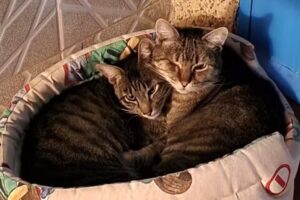 Finca Privada Villa Florida