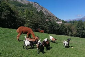 Granja de Animales &laquo;Casas Prieto&raquo;