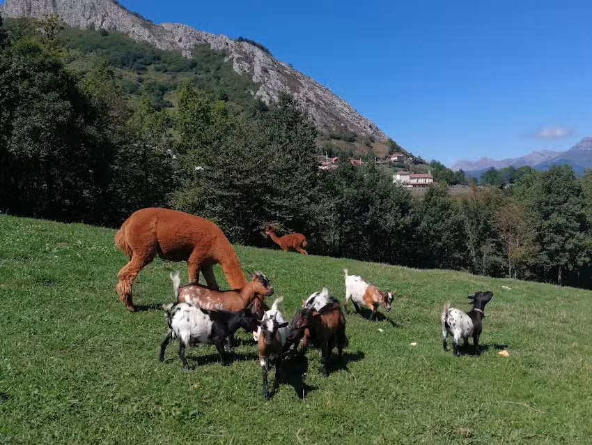 Granja de Animales &laquo;Casas Prieto&raquo;