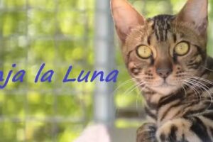Granja La Luna residencia canina en Madrid