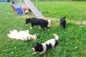 HOTEL Y GUARDER&Iacute;A CANINA / KABICAN