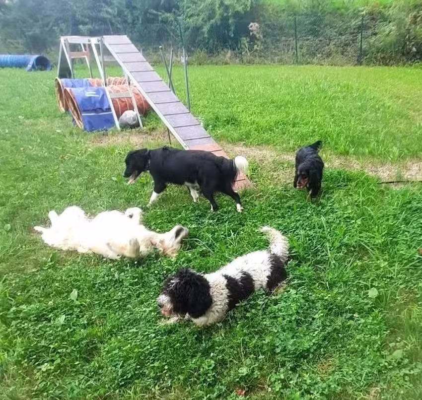 HOTEL Y GUARDER&Iacute;A CANINA / KABICAN