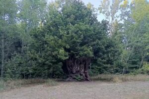 JEREZ DEL MARQUESADO