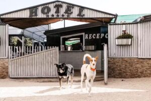 KanyKat &ndash; Hotel de superlujo para perros y gatos &ndash; Peluquer&iacute;a canina- Residencia Canina 5 estrellas