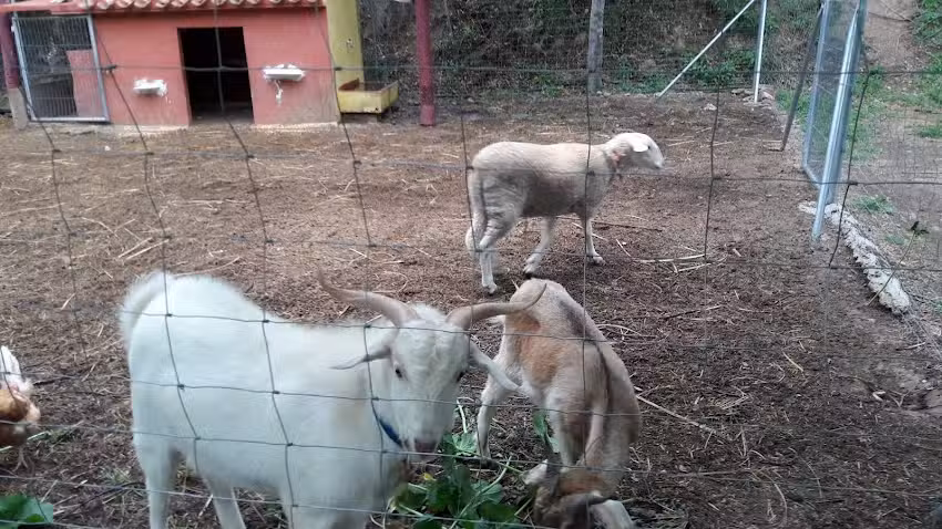 L&rsquo;anoguer De Biar