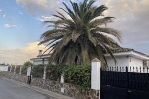 LA CASA DE LA PALMERA