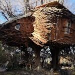 La Casita del &Aacute;rbol