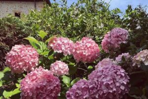 La casita del Pisue&ntilde;a