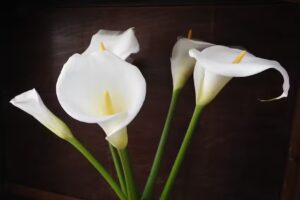 Les Bessones DeltaRàpid Rural