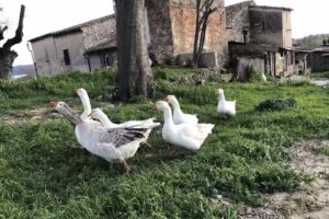 Masia Can Serra del Padr&oacute;