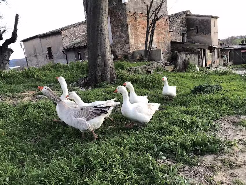 Masia Can Serra del Padr&oacute;
