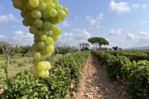 Masia Soler L&rsquo;Arbo&ccedil;