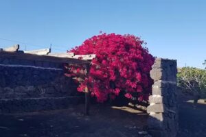 Oasis Vasiliko Lanzarote- 2 Appartments (Relax, Buena Vista)