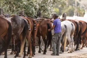 Polo Valley, Sotogrande