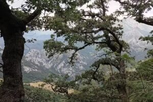 Posada Trevi&ntilde;o