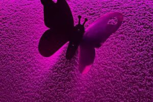 Private garden Novamar 5