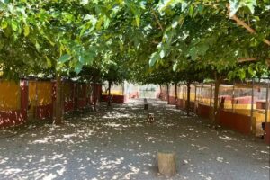 Residencia Canina La Aldea