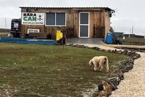 residencia canina Soria baracan
