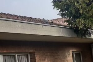 Residencia Etxebidea IFBS