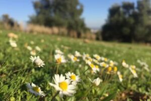 San Francisco Javier