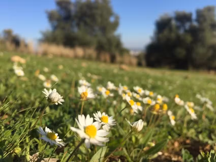 San Francisco Javier