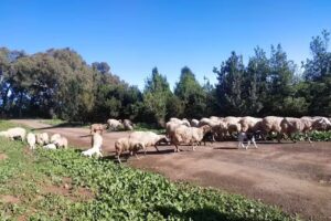 Teror &ndash; Osorios Vivienda Vacacional