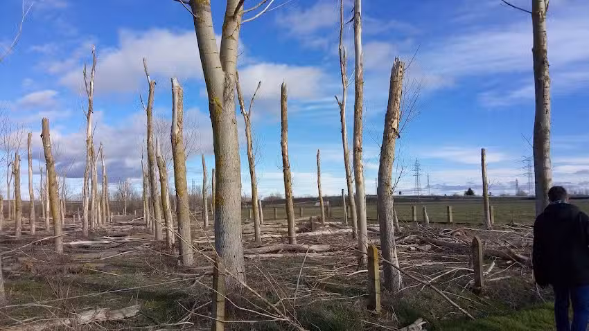 Trobajo del Cerecedo