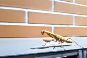 Urbanizaci&oacute;n La Alquer&iacute;a