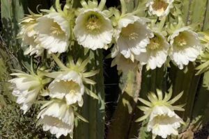 Villa Privada Oasis d&acute;Es Trenc