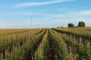 Viveros agr&iacute;cola Sender