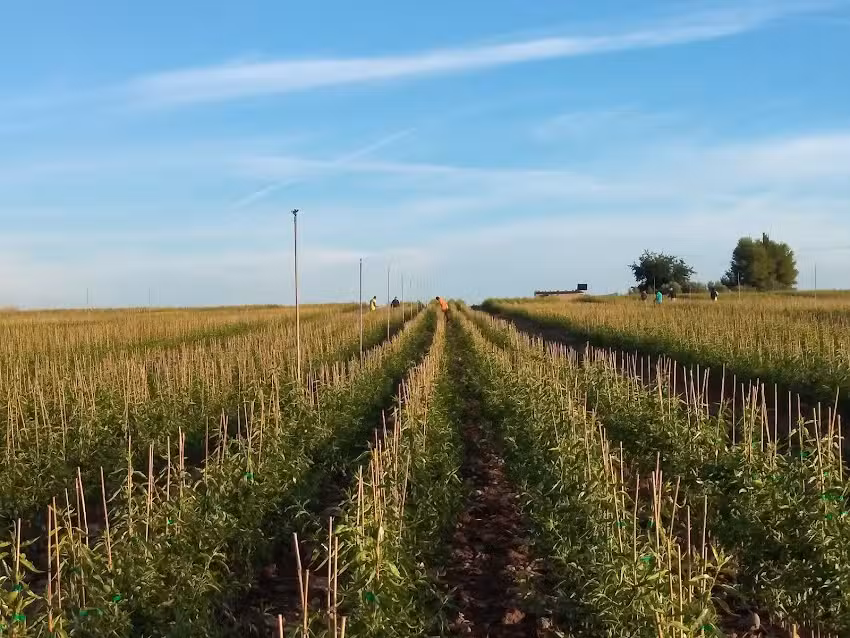 Viveros agr&iacute;cola Sender